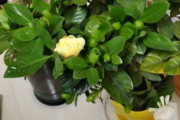 栀子花夏季不开花怎么处理,需要管控好水肥