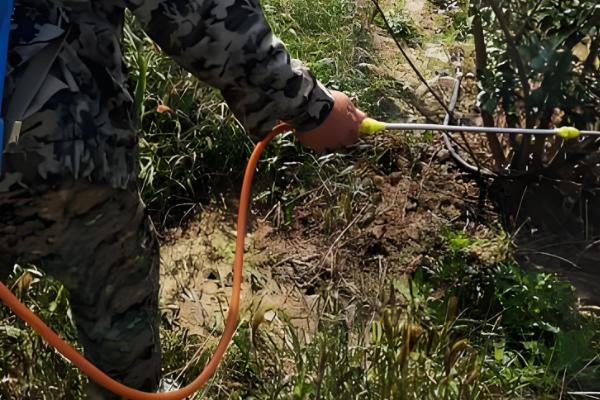 烟嘧磺隆和莠去津有什么作用，烟嘧磺隆对禾本科杂草的防效较好