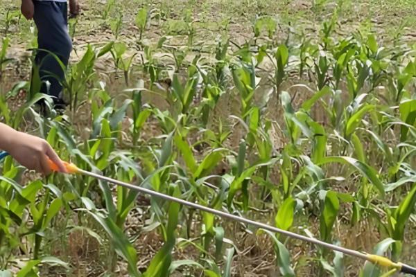 烟嘧磺隆和莠去津有什么作用，烟嘧磺隆对禾本科杂草的防效较好