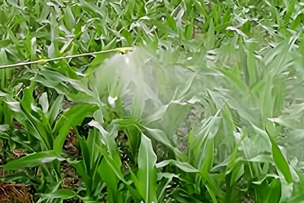 烟嘧磺隆和莠去津有什么作用，烟嘧磺隆对禾本科杂草的防效较好