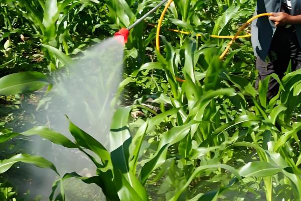 烟嘧磺隆和莠去津有什么作用，烟嘧磺隆对禾本科杂草的防效较好