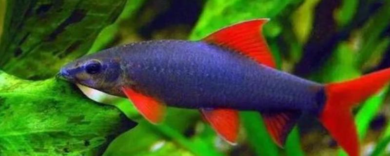 彩虹鲨是清洁鱼吗，属于清洁鱼的一种