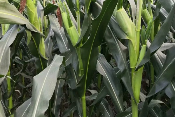 必祥288玉米种的简介，中抗茎腐病和丝黑穗病