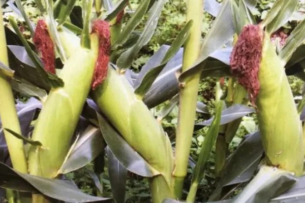 必祥288玉米种的简介，中抗茎腐病和丝黑穗病