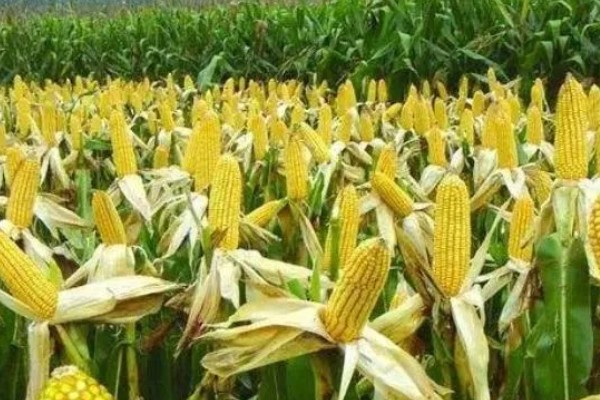 必祥288玉米种的简介，中抗茎腐病和丝黑穗病