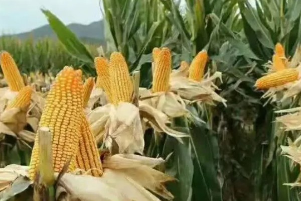 必祥288玉米种的简介，中抗茎腐病和丝黑穗病