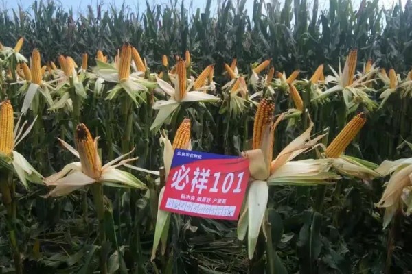 必祥288玉米种的简介，中抗茎腐病和丝黑穗病