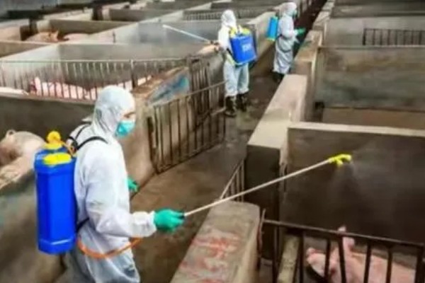 非瘟后猪场还能不能用,不能立即再用