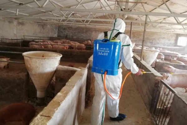 非瘟后猪场还能不能用,不能立即再用