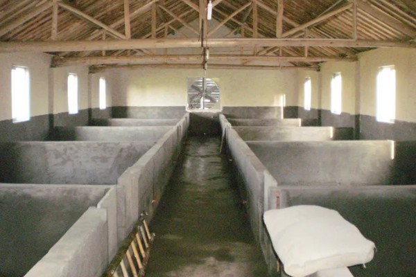 非瘟后猪场还能不能用,不能立即再用