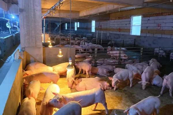 非瘟后猪场还能不能用,不能立即再用