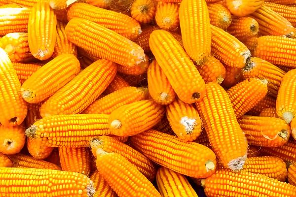 金张掖1701的简介,属于普通玉米品种