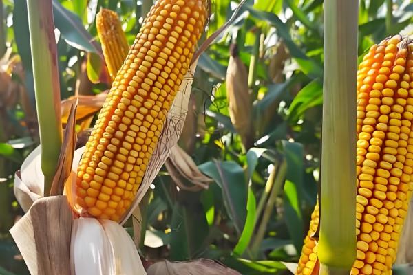 金张掖1701的简介,属于普通玉米品种