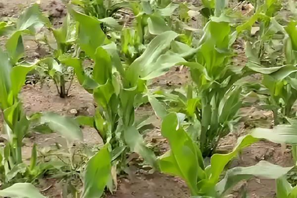 金张掖1701的简介,属于普通玉米品种