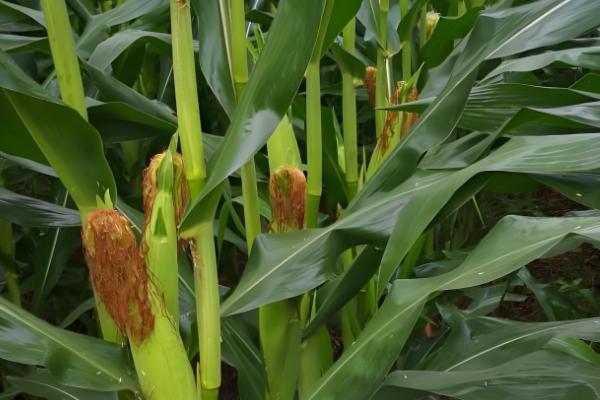 金张掖1701的简介,属于普通玉米品种