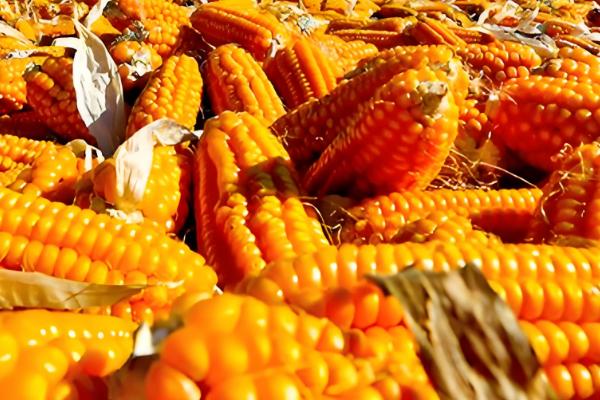 金张掖1701的简介,属于普通玉米品种