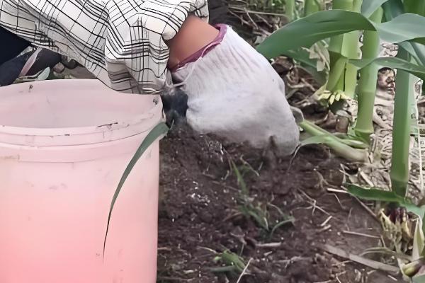 金张掖1701的简介,属于普通玉米品种