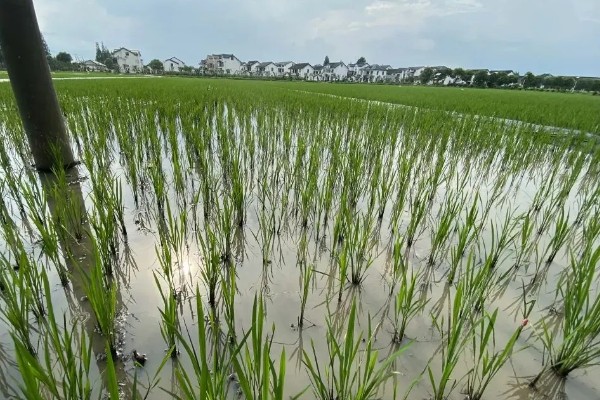 水稻夏季的田间管理方法,穗肥的追施很重要