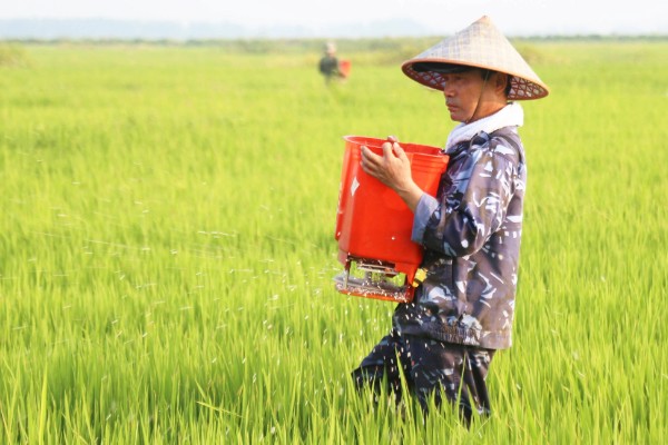 水稻夏季的田间管理方法,穗肥的追施很重要