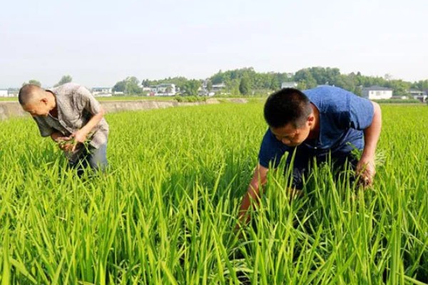 水稻夏季的田间管理方法,穗肥的追施很重要