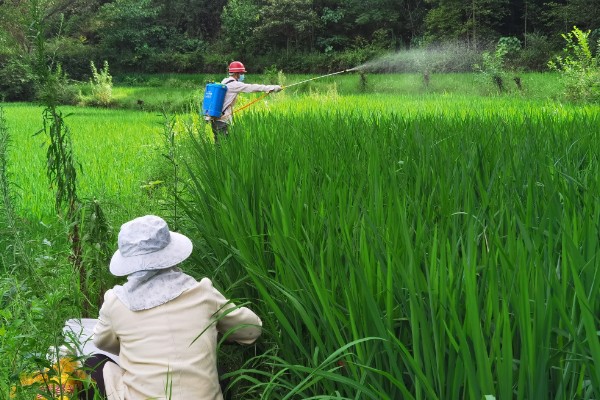 水稻夏季的田间管理方法,穗肥的追施很重要