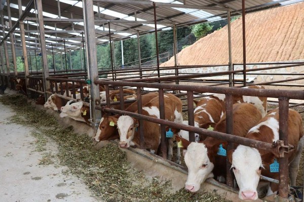 牛是否怕冷，生活适温为15-25℃