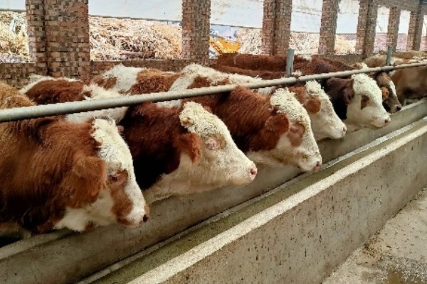 牛是否怕冷，生活适温为15-25℃