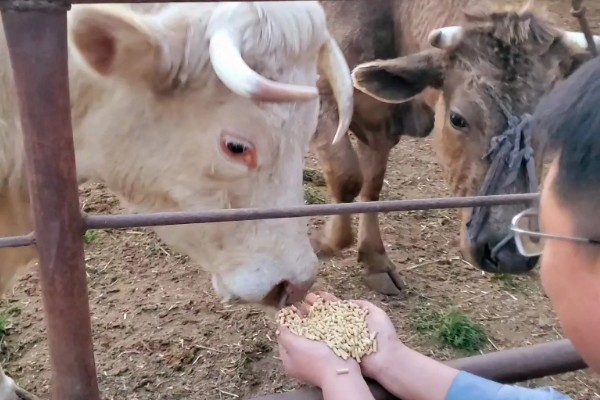 牛是否怕冷，生活适温为15-25℃