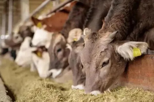 牛是否怕冷，生活适温为15-25℃