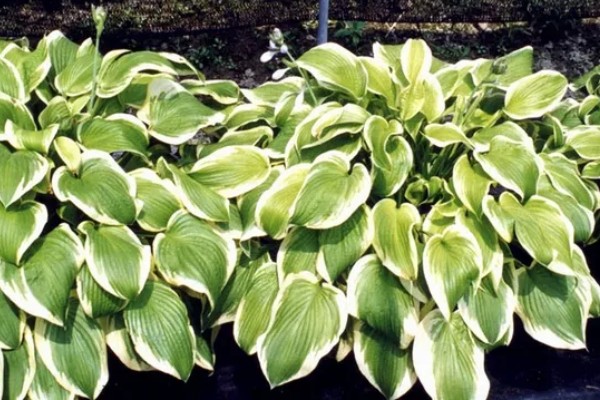 花叶玉簪花怎么养殖,平时要提供全天的散射光