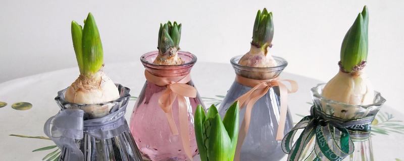 怎么水培风信子，容器最好选择玻璃制的