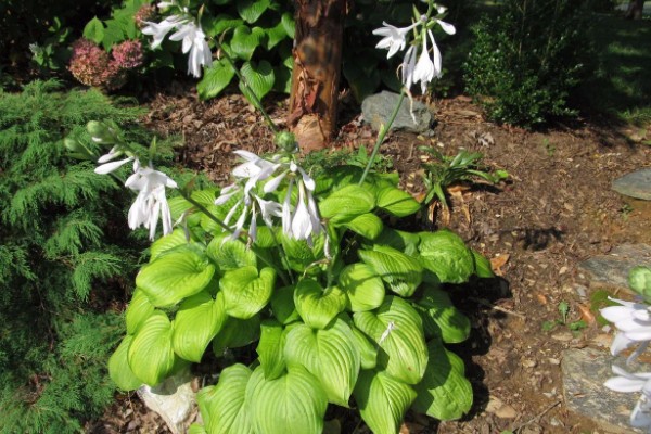 花叶玉簪花怎么养殖,平时要提供全天的散射光