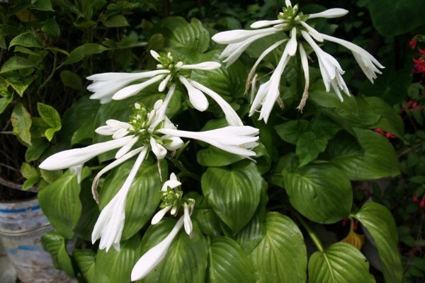 花叶玉簪花怎么养殖,平时要提供全天的散射光