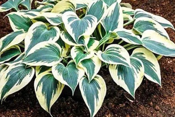 花叶玉簪花怎么养殖,平时要提供全天的散射光