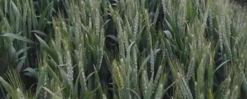 好的小麦品种，有山农37、郑麦618等