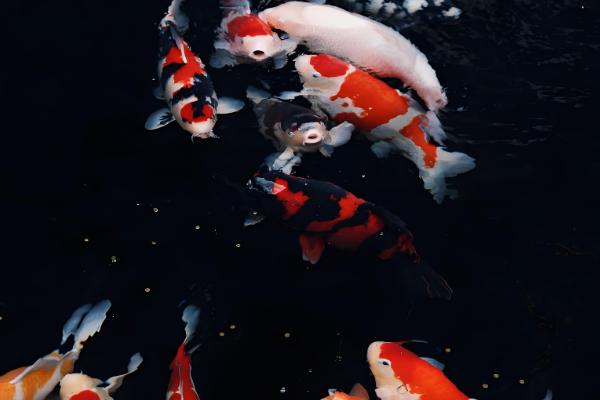 锦鲤的颜色如何形成，生长期间会自然变色