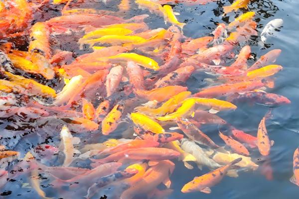 锦鲤的颜色如何形成，生长期间会自然变色