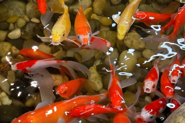 锦鲤的颜色如何形成，生长期间会自然变色