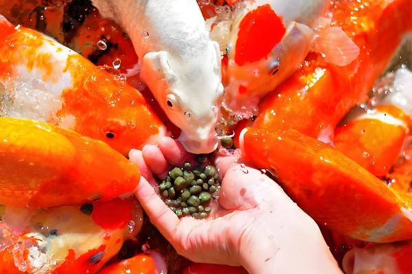 锦鲤的颜色如何形成，生长期间会自然变色