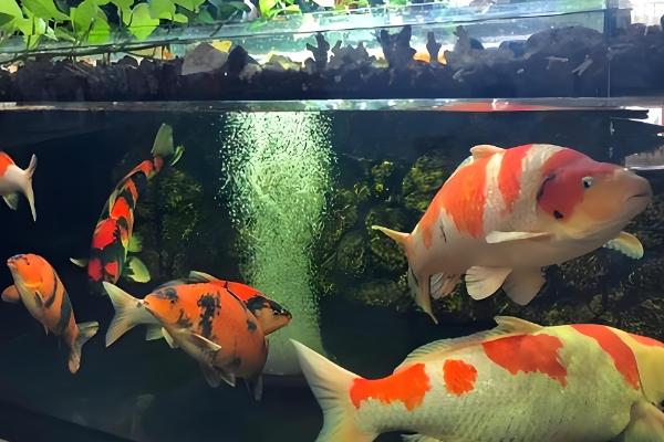 锦鲤的颜色如何形成，生长期间会自然变色