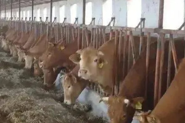 牛是否怕冷，生活适温为15-25℃