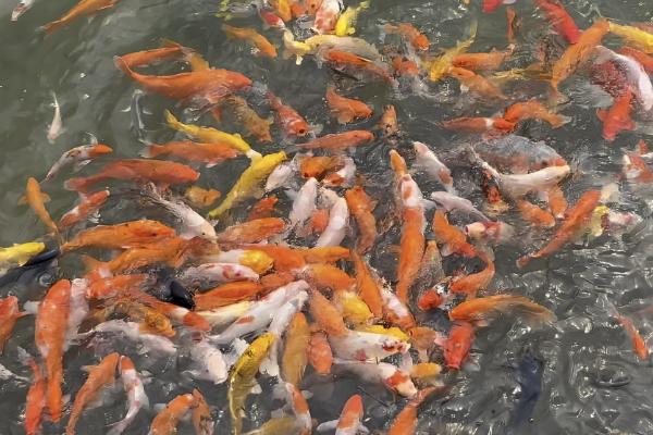 锦鲤的颜色如何形成，生长期间会自然变色