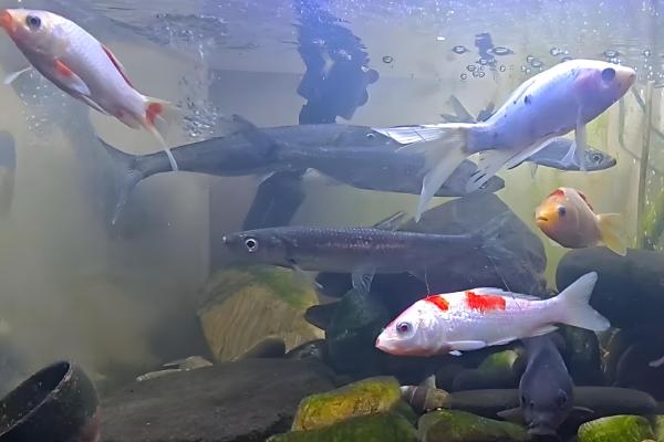 锦鲤的颜色如何形成，生长期间会自然变色