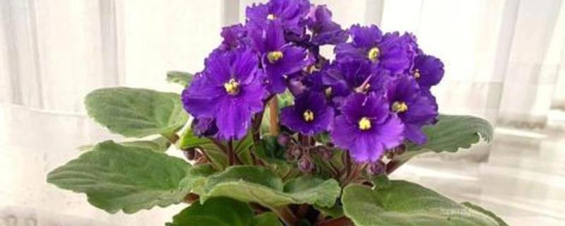 紫罗兰叶子烂了怎么处理，需减少施肥并加强光照