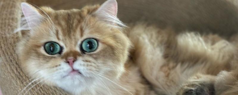 小猫爱咬人如何处理，可以给小猫提供磨牙棒