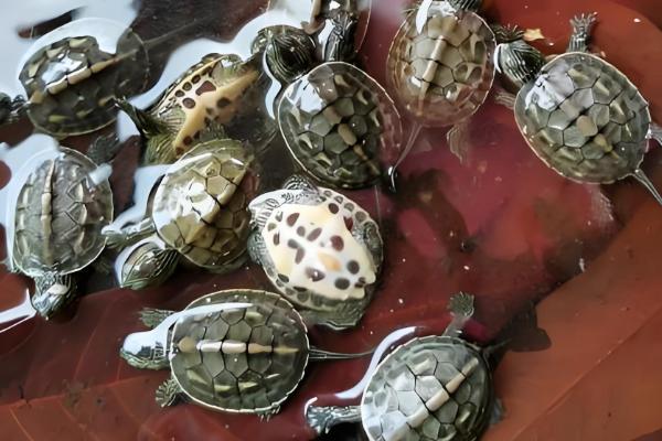 龙眼叶养龟有没有用，可以给龟提供遮蔽