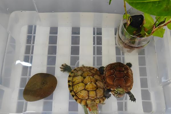 龙眼叶养龟有没有用，可以给龟提供遮蔽