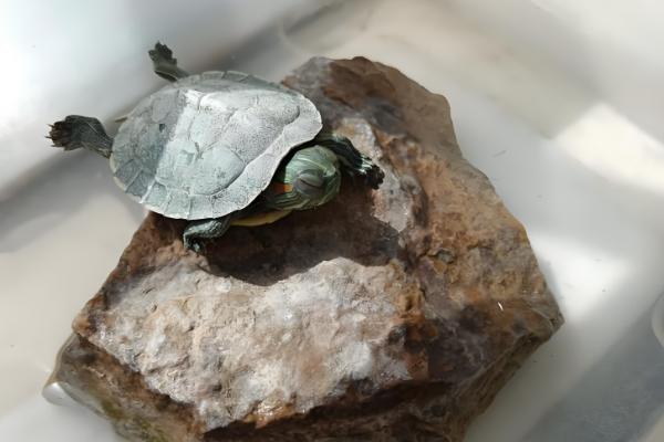 龙眼叶养龟有没有用，可以给龟提供遮蔽