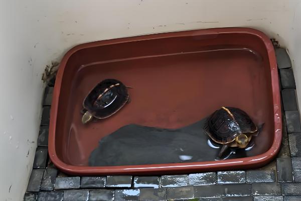 龙眼叶养龟有没有用，可以给龟提供遮蔽