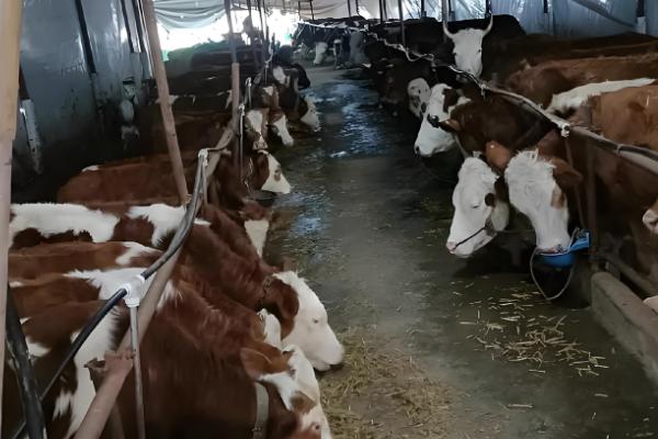 牛的生长周期是多久,通常是十二个月